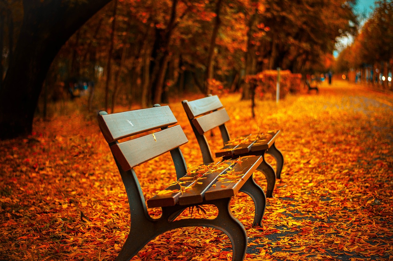 紅葉と絨毯のように敷き詰められた落ち葉とベンチの画像