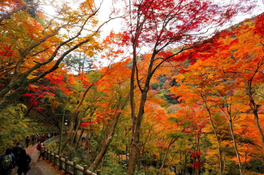 左側に散策道があり、右側の山に沿って赤、黄、橙の紅葉の木々が立ち並んでいる。