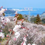 横須賀の田浦梅の里の壮大な景色。満開の梅の木々と、海と造船所を望む美しい背景が特徴。