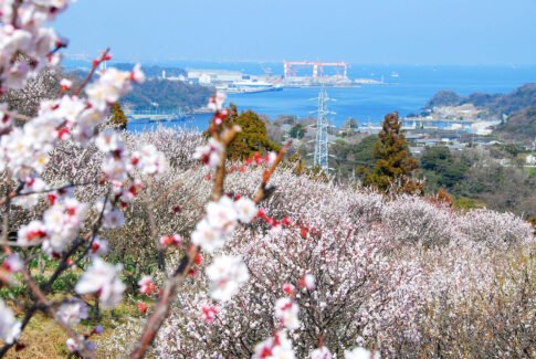 横須賀の田浦梅の里の壮大な景色。満開の梅の木々と、海と造船所を望む美しい背景が特徴。