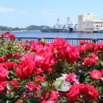 横須賀ヴェルニー公園のバラと背景の軍艦。春のバラが美しく咲き誇っている様子。