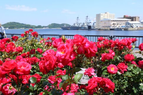 横須賀ヴェルニー公園のバラと背景の軍艦。春のバラが美しく咲き誇っている様子。