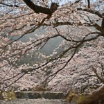 亀岡市の和らぎの道 七谷川沿いのさくら
