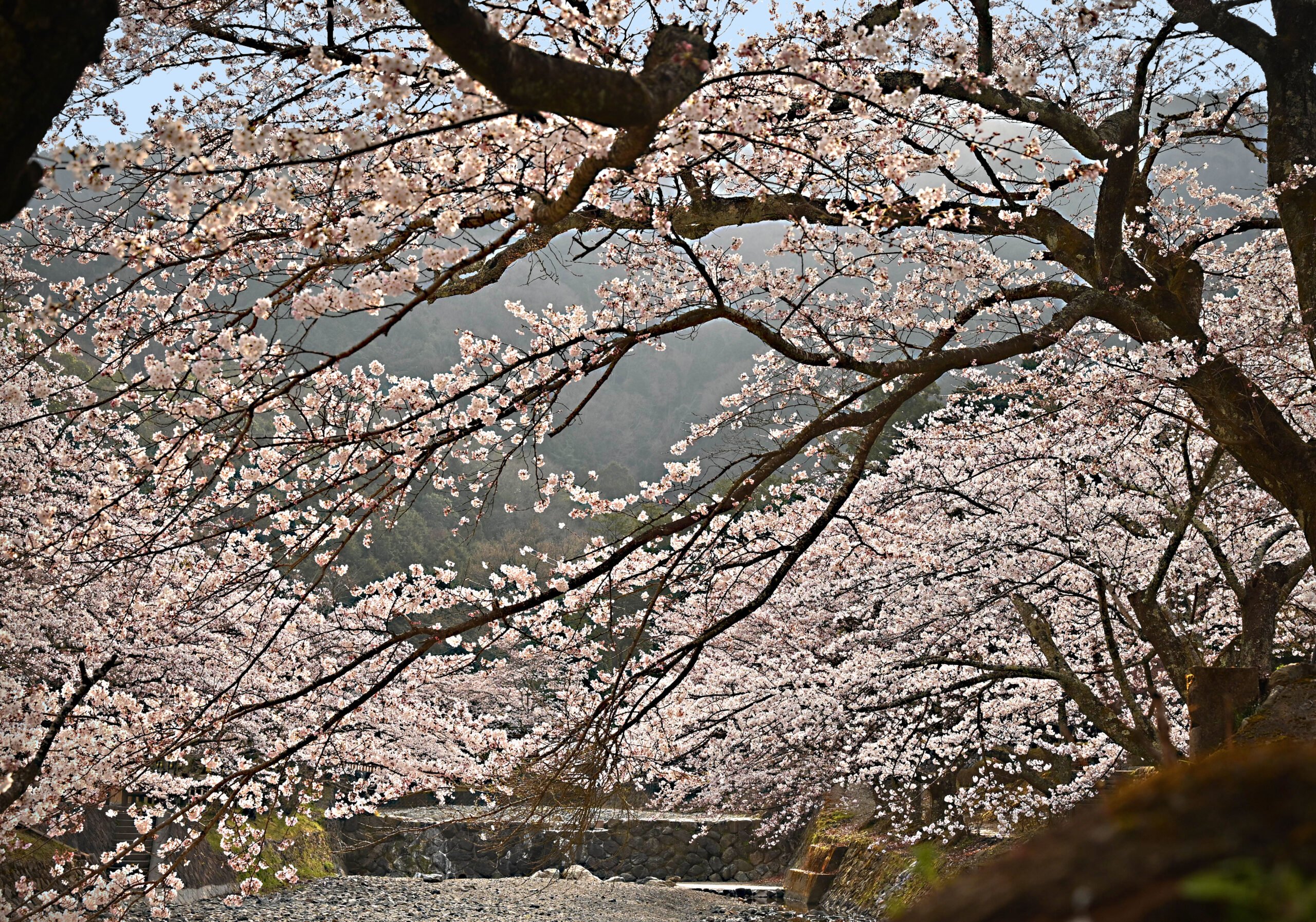 亀岡市の和らぎの道 七谷川沿いのさくら
