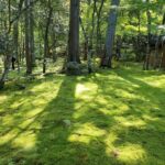 京都・西芳寺（苔寺）の苔庭園の風景