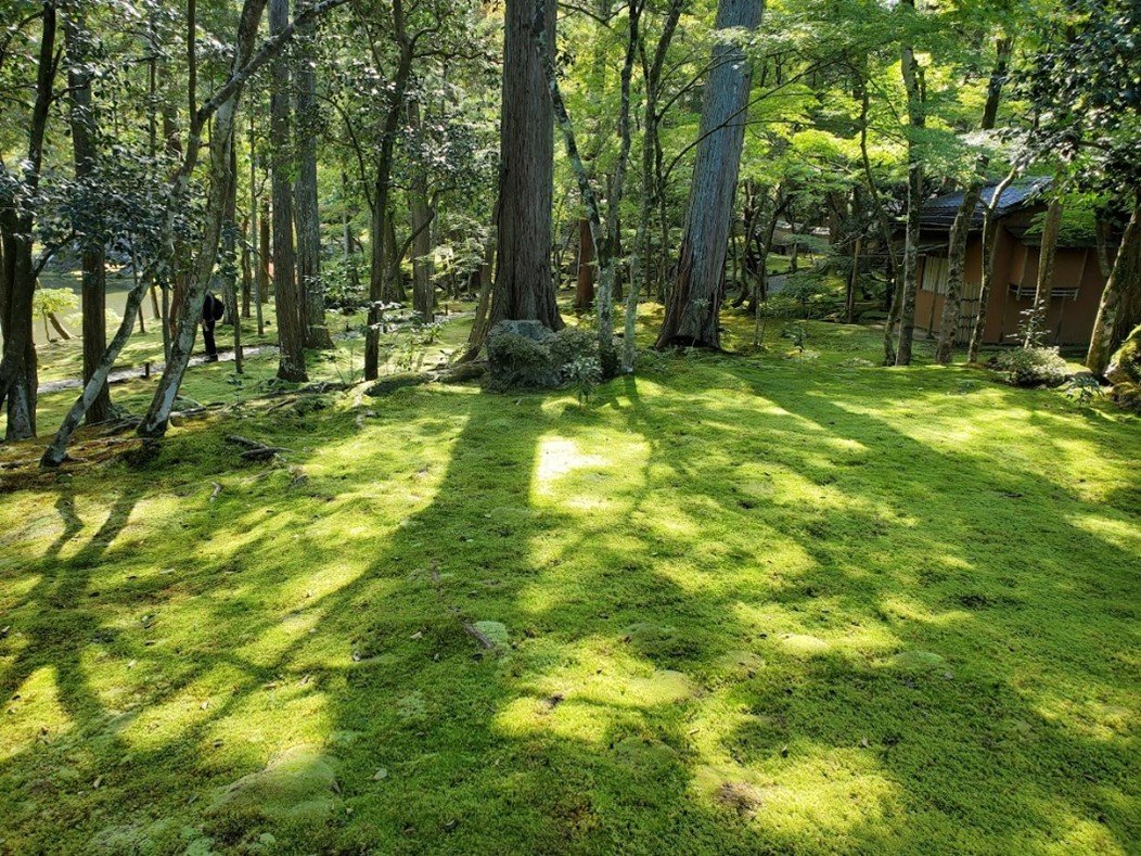 京都・西芳寺（苔寺）の苔庭園の風景