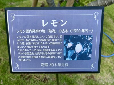 「レモン」の説明板。内容は次の通りです:「レモン国内発祥の地『熱海』の古木(1950年代~)。レモンの日本伝来について文献では、明治6年、ある外国人が熱海市に湯治で訪れた際、食膳に供されたレモンの種を庭にまいたとの説が残っております。こちらのレモンの木は、戦後もまもなくアメリカの製薬会社社長が熱海の別荘に植えた樹齢60年を超える非常に貴重なレモンの古木です。」寄贈:柏木章秀様。説明板にはレモンの写真も掲載されている。