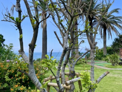 剪定された樹齢60年以上の貴重なレモンの木が支柱に支えられている。木には新しい葉が芽吹いており、幹には保護のための布が巻かれている。背景にはオレンジ色の花が咲く低木や背の高いヤシの木があり、その向こうに海が広がっている。緑豊かな庭が広がり、自然の美しさが際立っている。